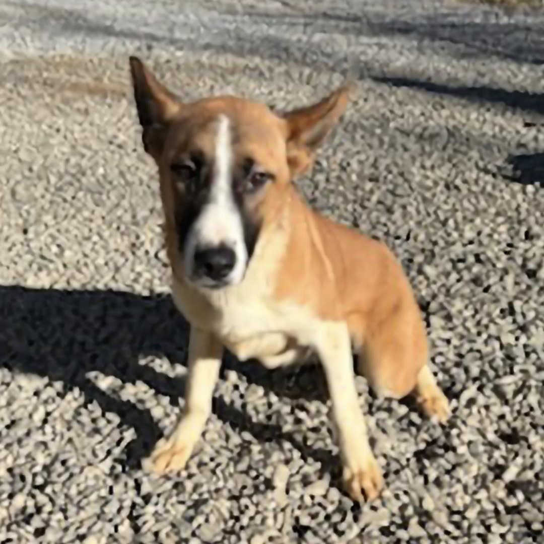 Enlarge Timon, a Adoptable Belgian Shepherd / Malinois in Chuckey, TN image 2/5