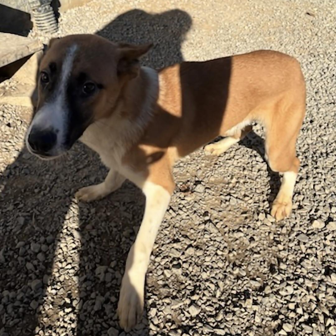 Enlarge Timon, a Adoptable Belgian Shepherd / Malinois in Chuckey, TN image 4/5