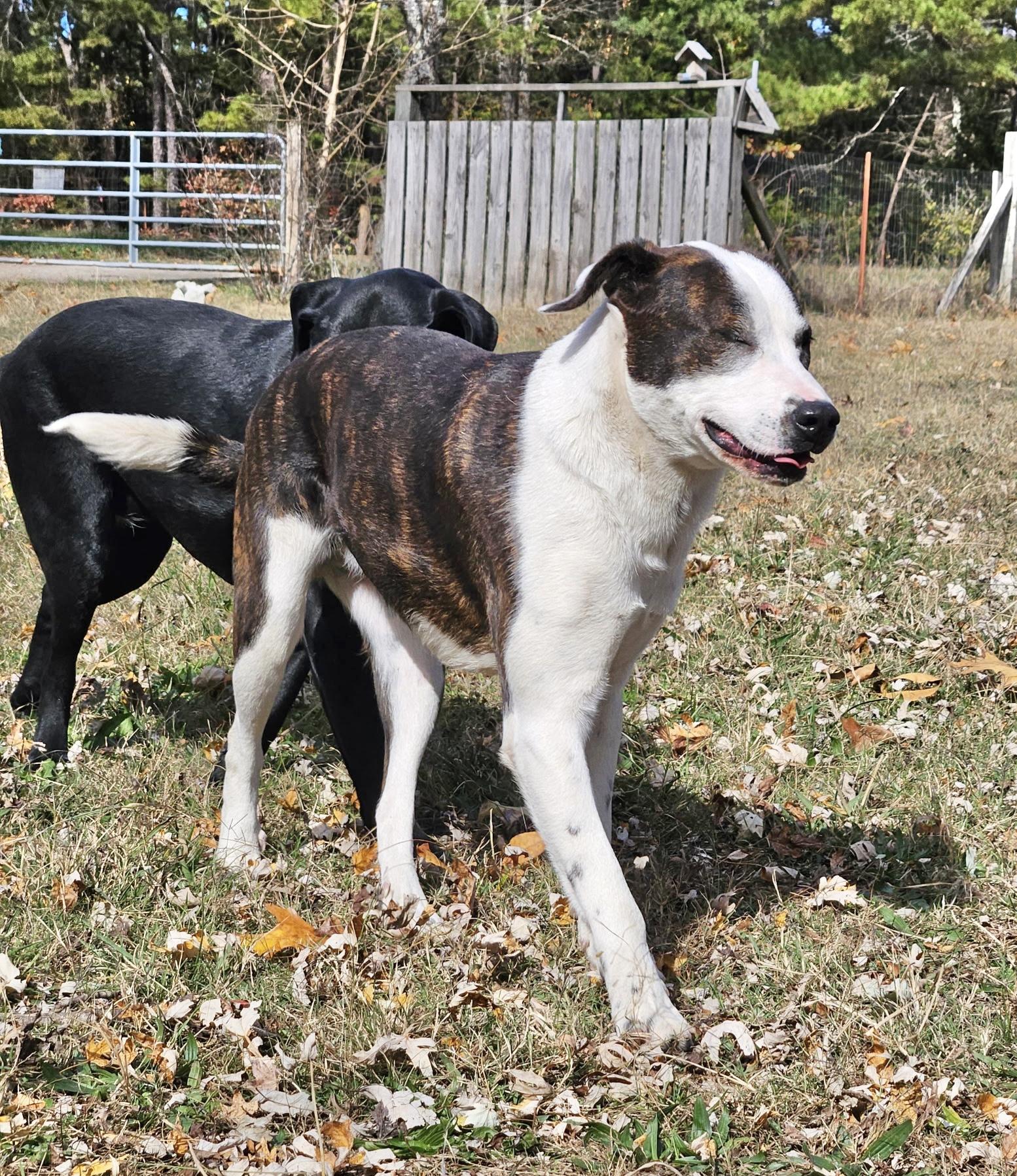 China, a Adoptable Labrador Retriever in Manchester, CT image 2/6