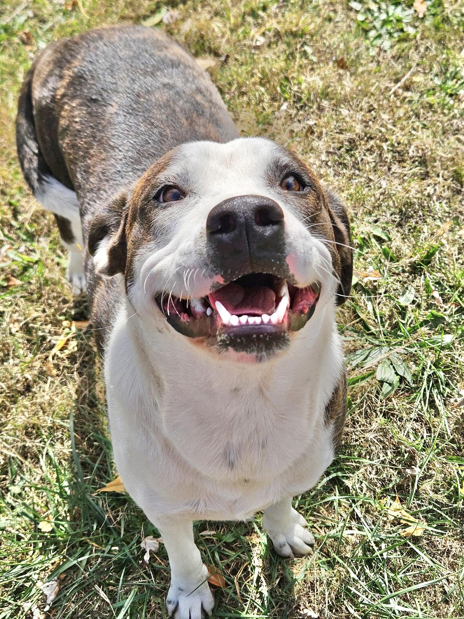 China, a Adoptable Labrador Retriever in Manchester, CT image 3/6