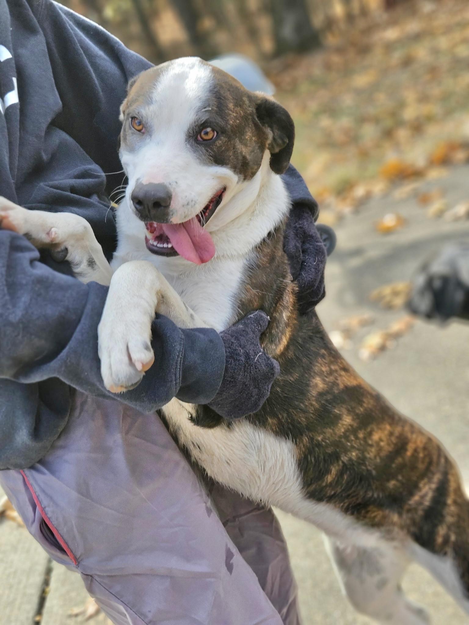 China, a Adoptable Labrador Retriever in Manchester, CT image 4/6
