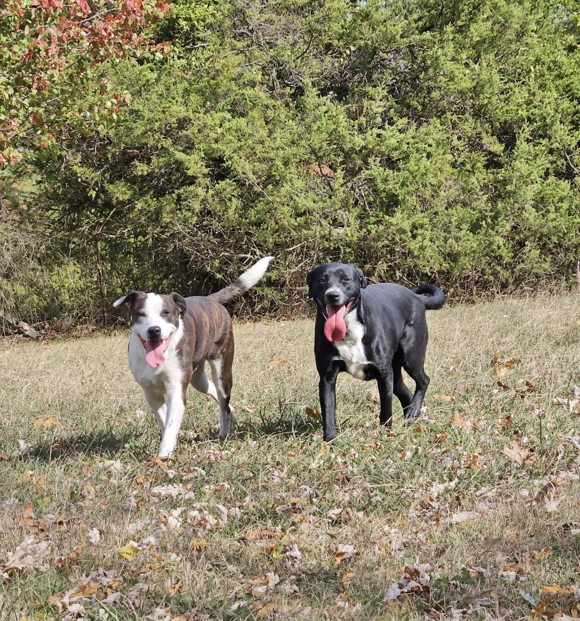 China, a Adoptable Labrador Retriever in Manchester, CT image 5/6