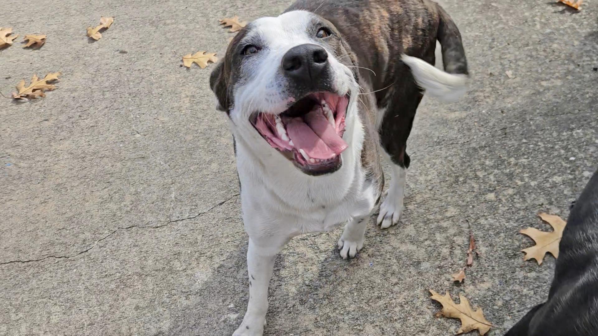China, a Adoptable Labrador Retriever in Manchester, CT image 6/6