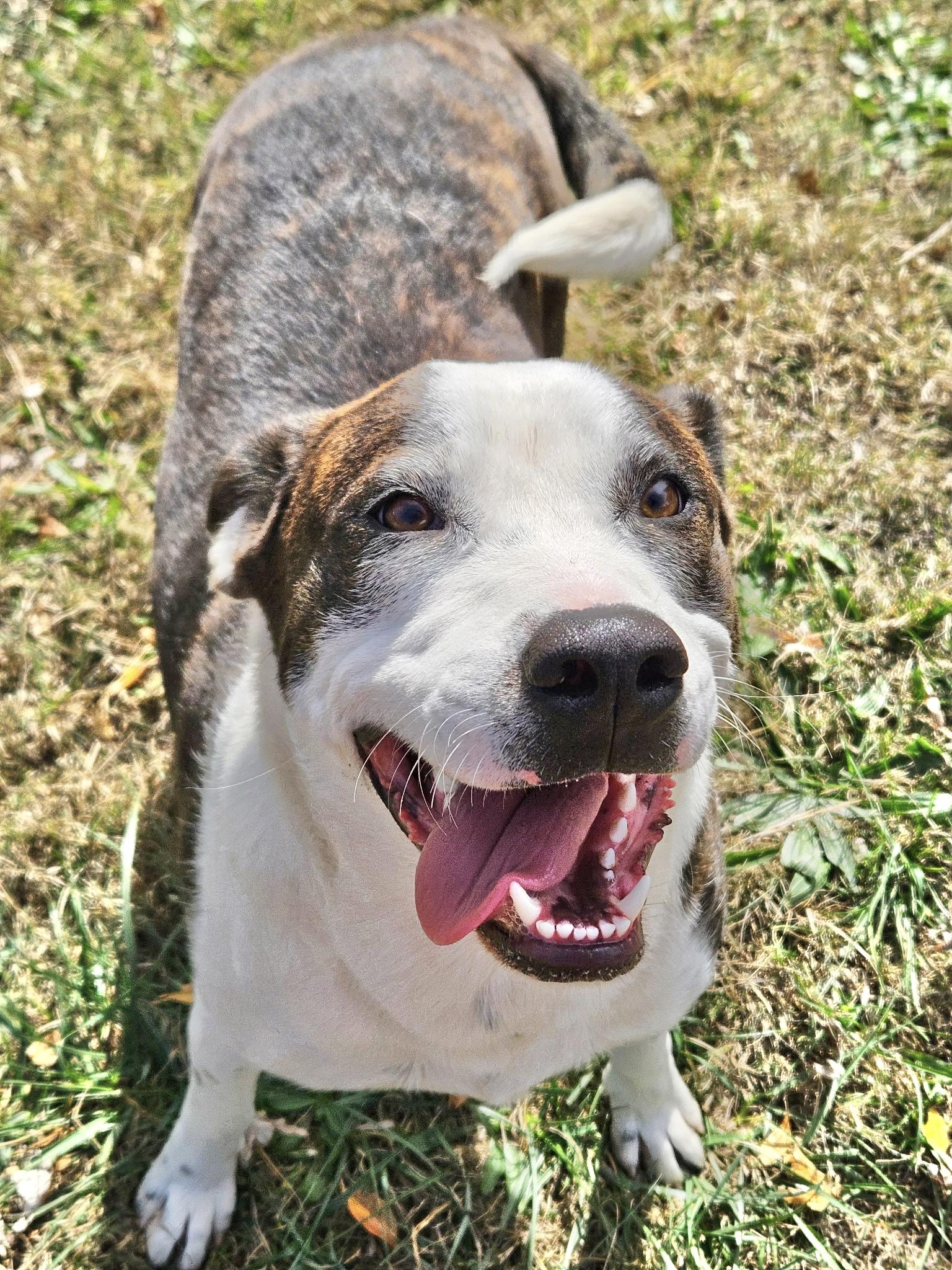 China, Adoptable, Adult Female Labrador Retriever.