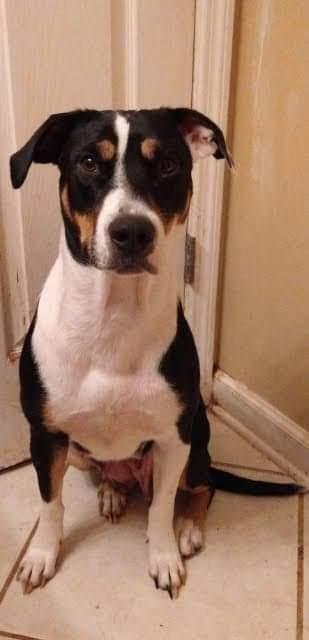 Enlarge Puddin', a Adoptable mixed breed in Nokomis, FL image 1/2