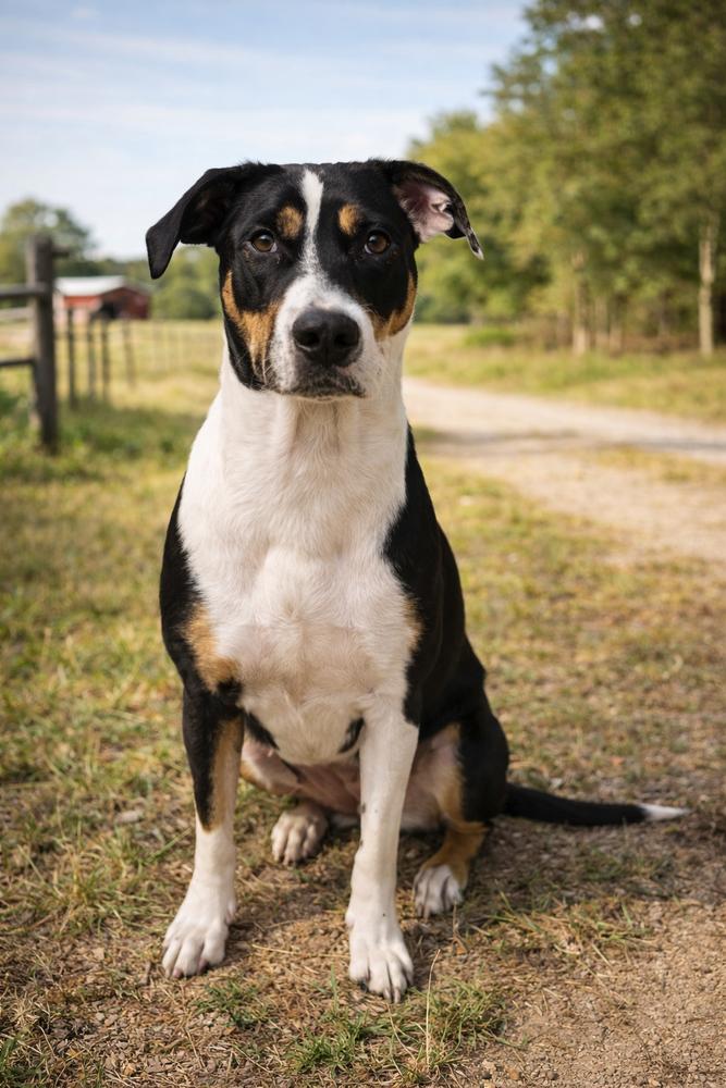 Enlarge Puddin', a Adoptable mixed breed in Nokomis, FL image 2/3