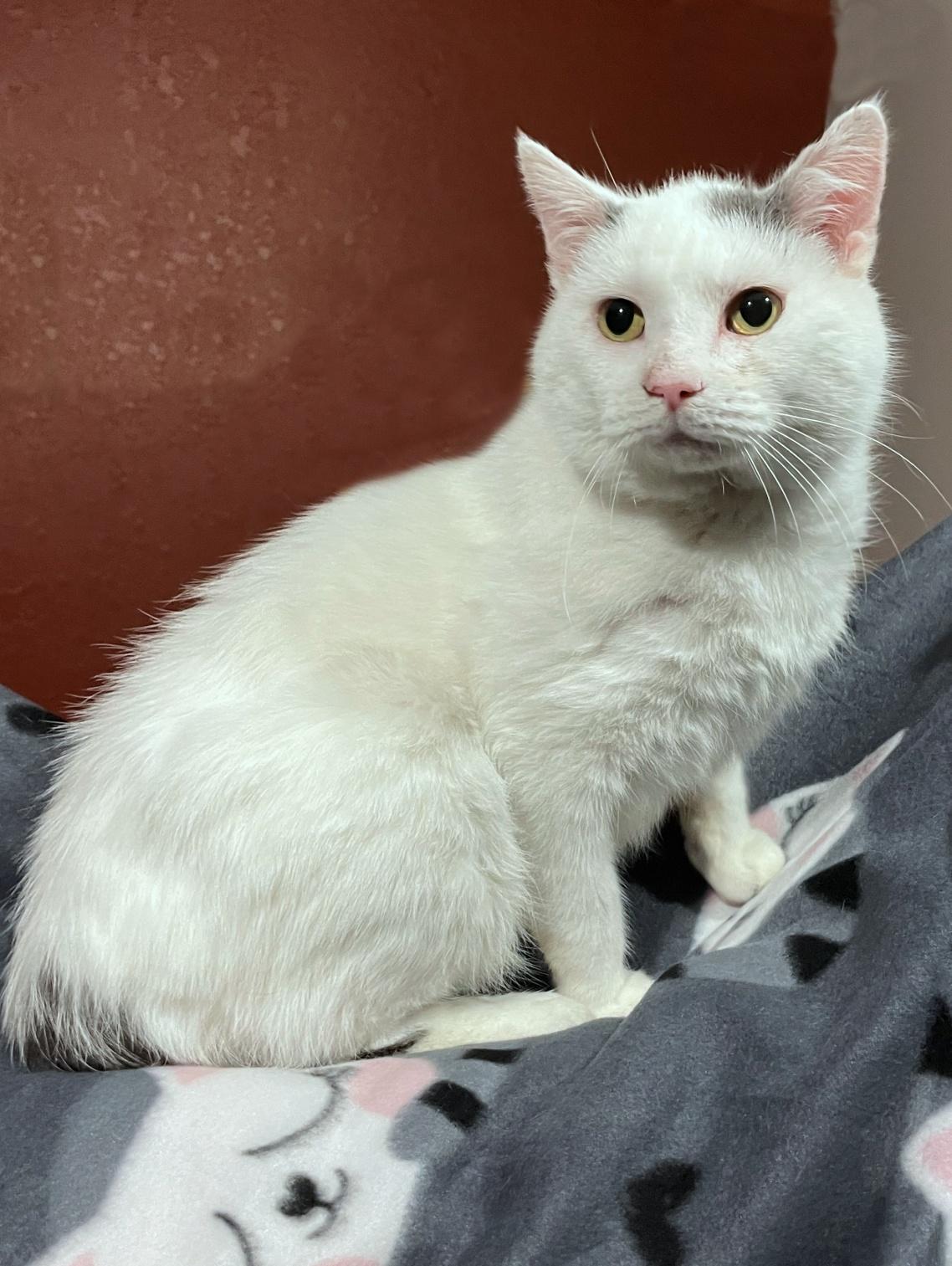 Payton, a Adoptable mixed breed in Lacon, IL image 4/4