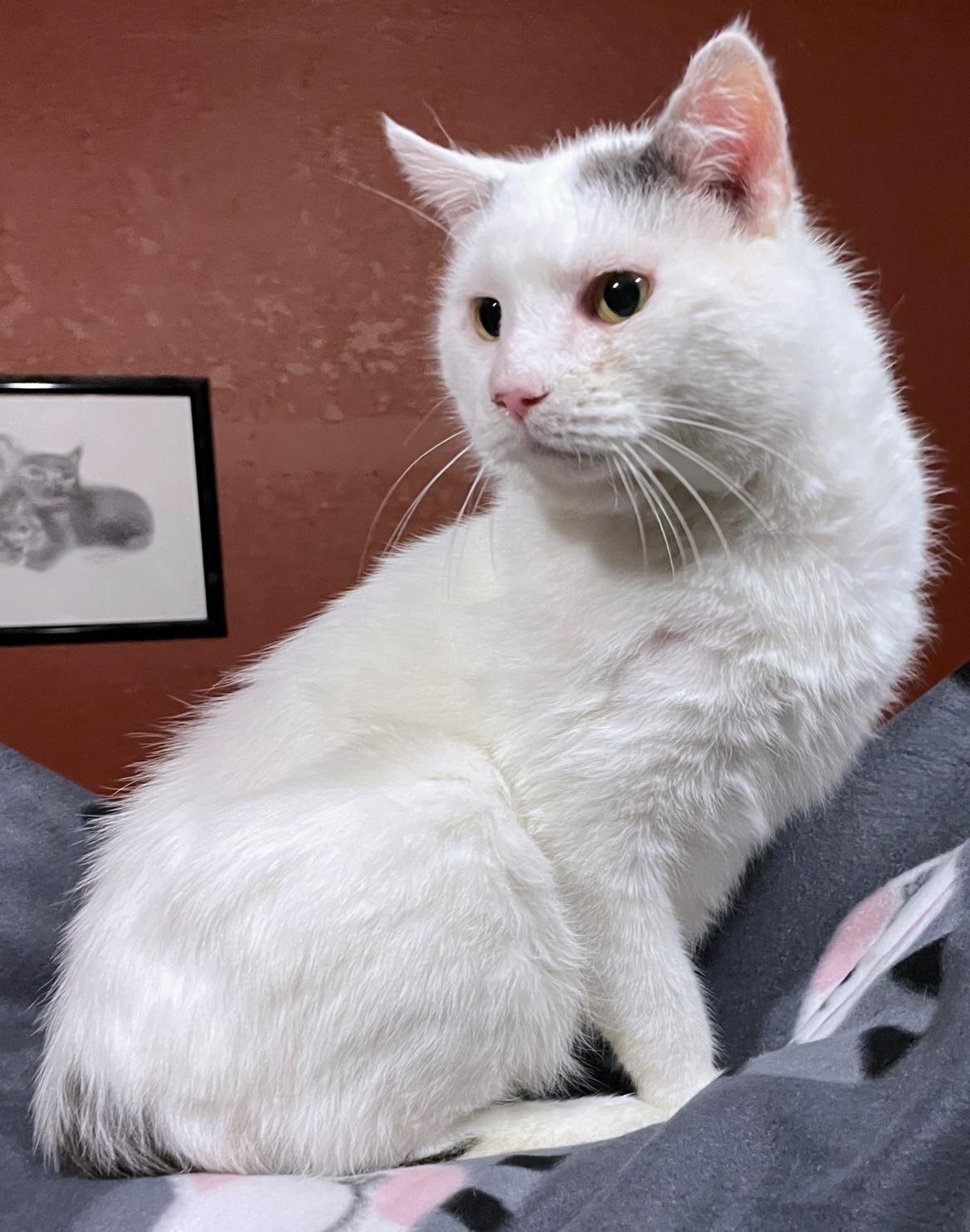 Payton, Adoptable, Adult Male Domestic Short Hair.