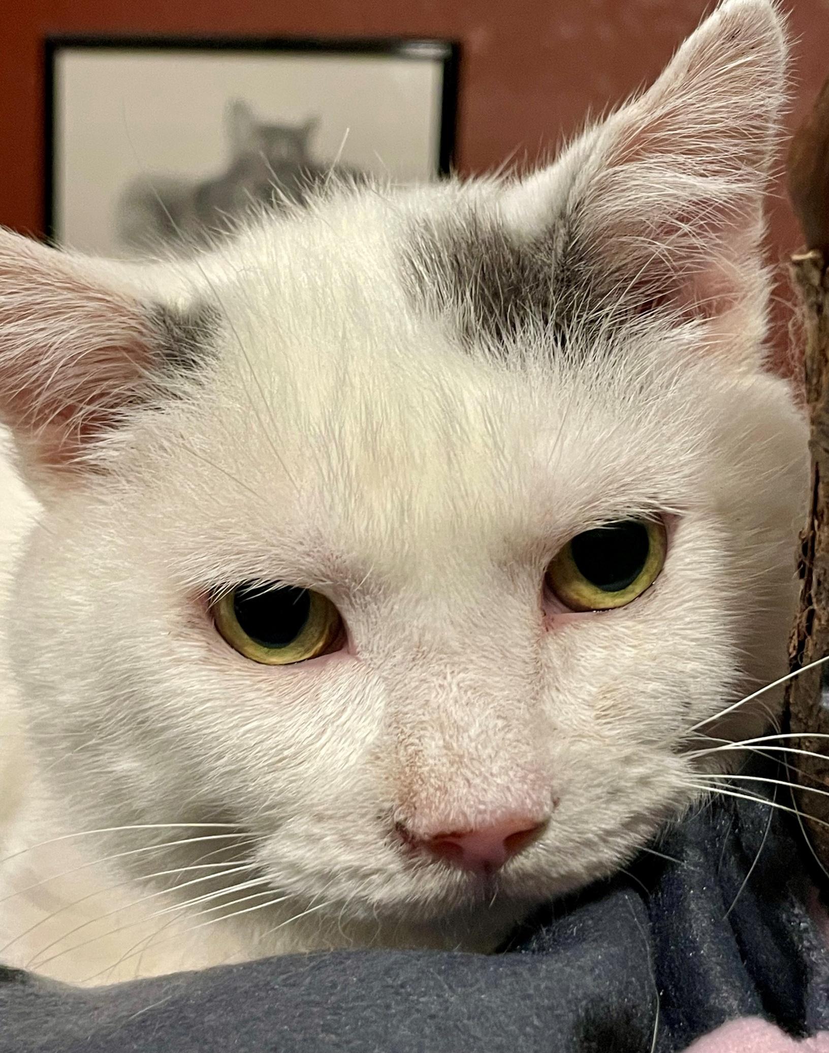 Payton, a Adoptable mixed breed in Lacon, IL image 2/4