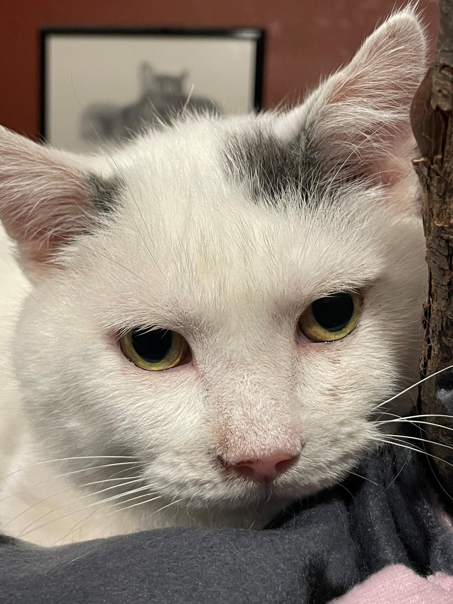 Payton, a Adoptable mixed breed in Lacon, IL image 3/4