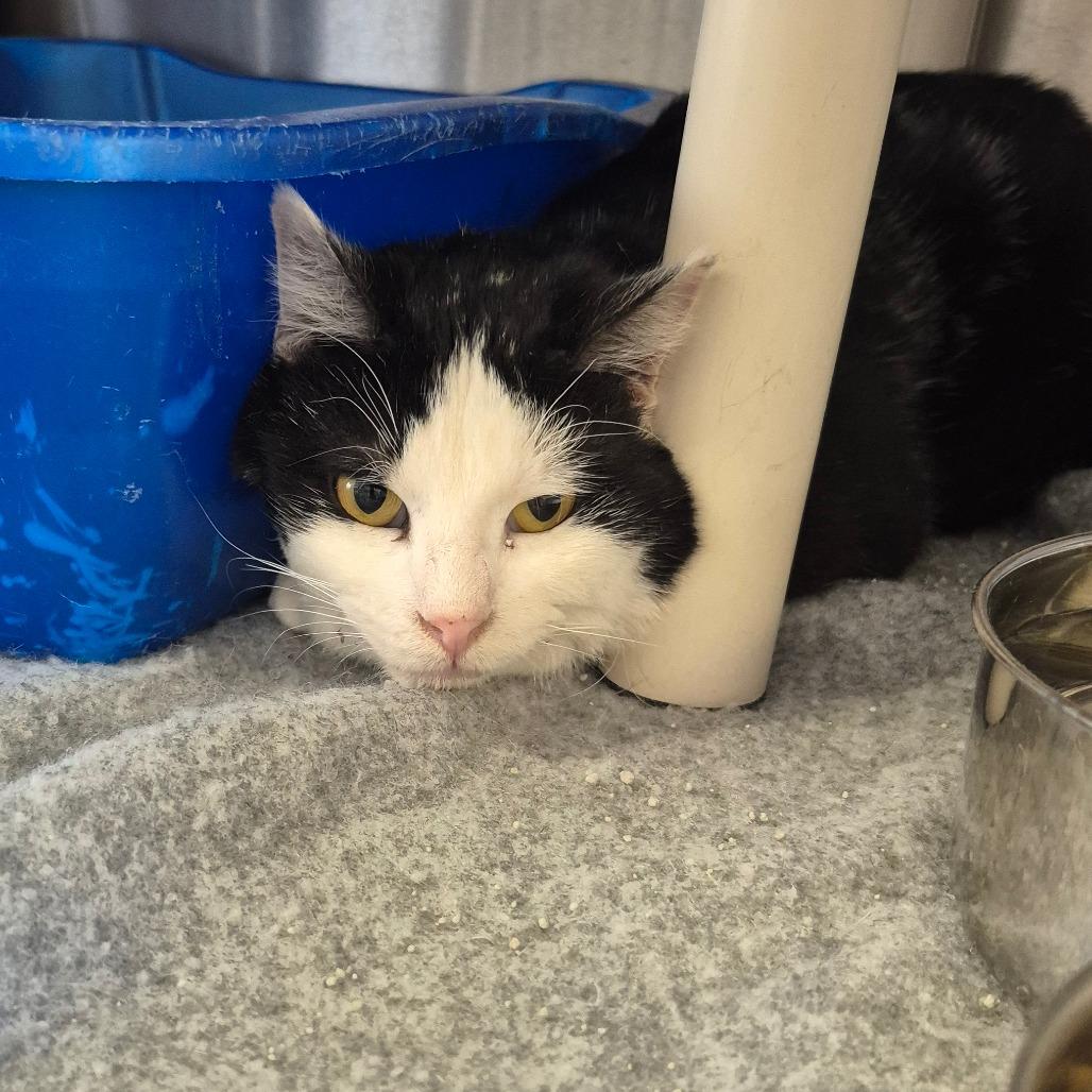 Halfpint, Adoptable, Adult Male Domestic Long Hair.