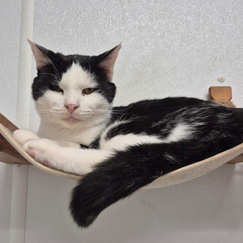 Halfpint, a Adoptable Domestic Long Hair in Kingman, KS image 2/3