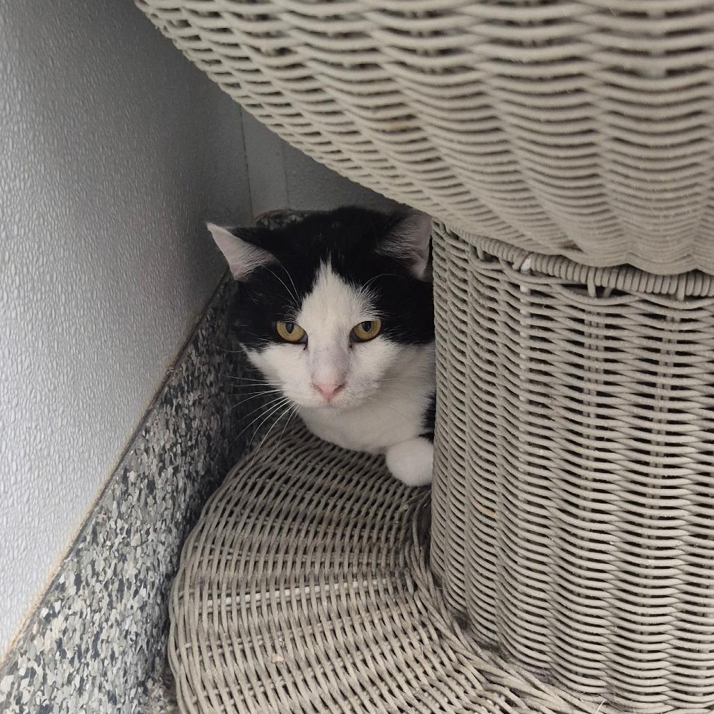 Halfpint, a Adoptable Domestic Long Hair in Kingman, KS image 2/2