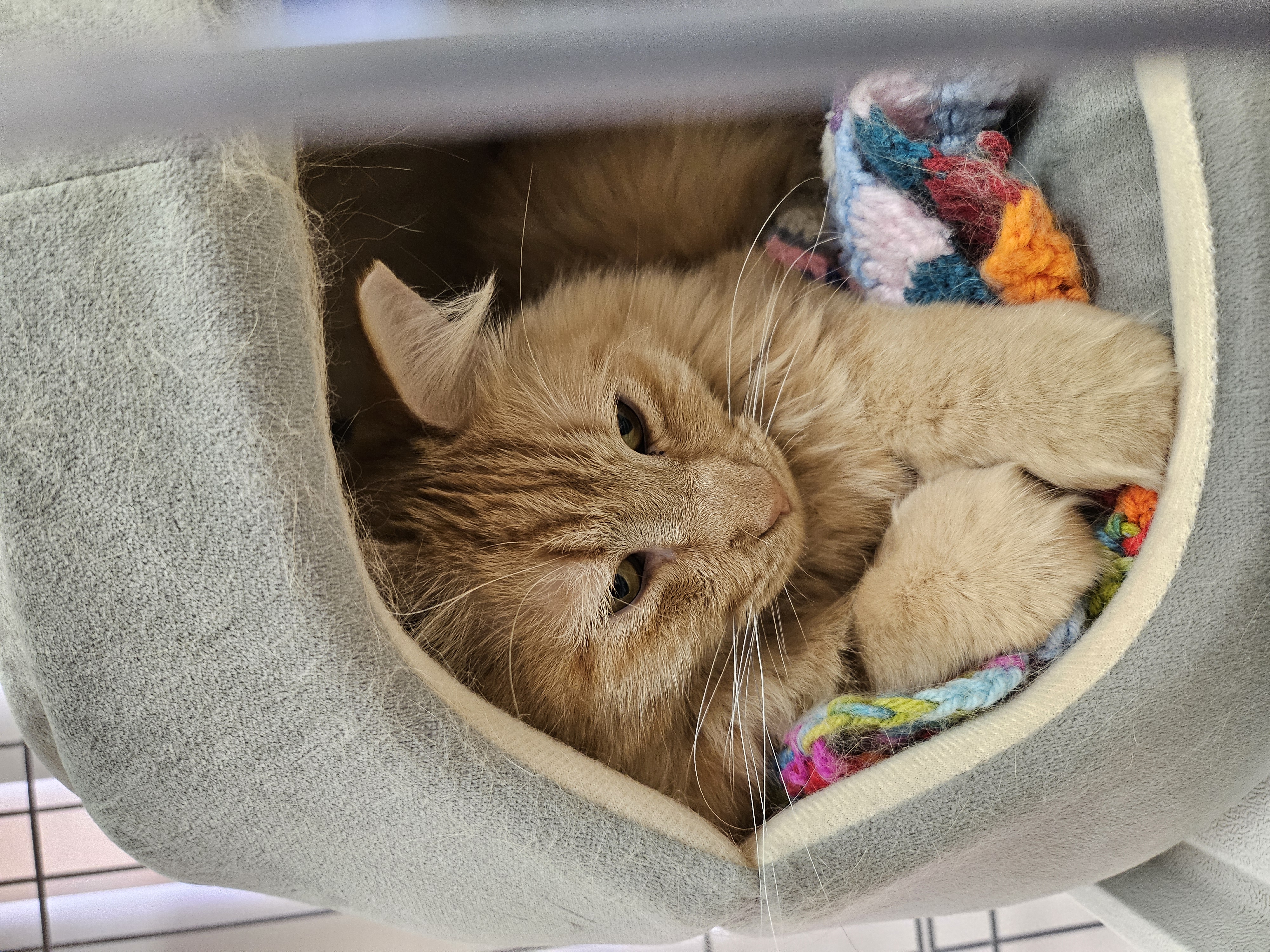 Rory, a Adopted Domestic Long Hair in Tucson, AZ image 1/2