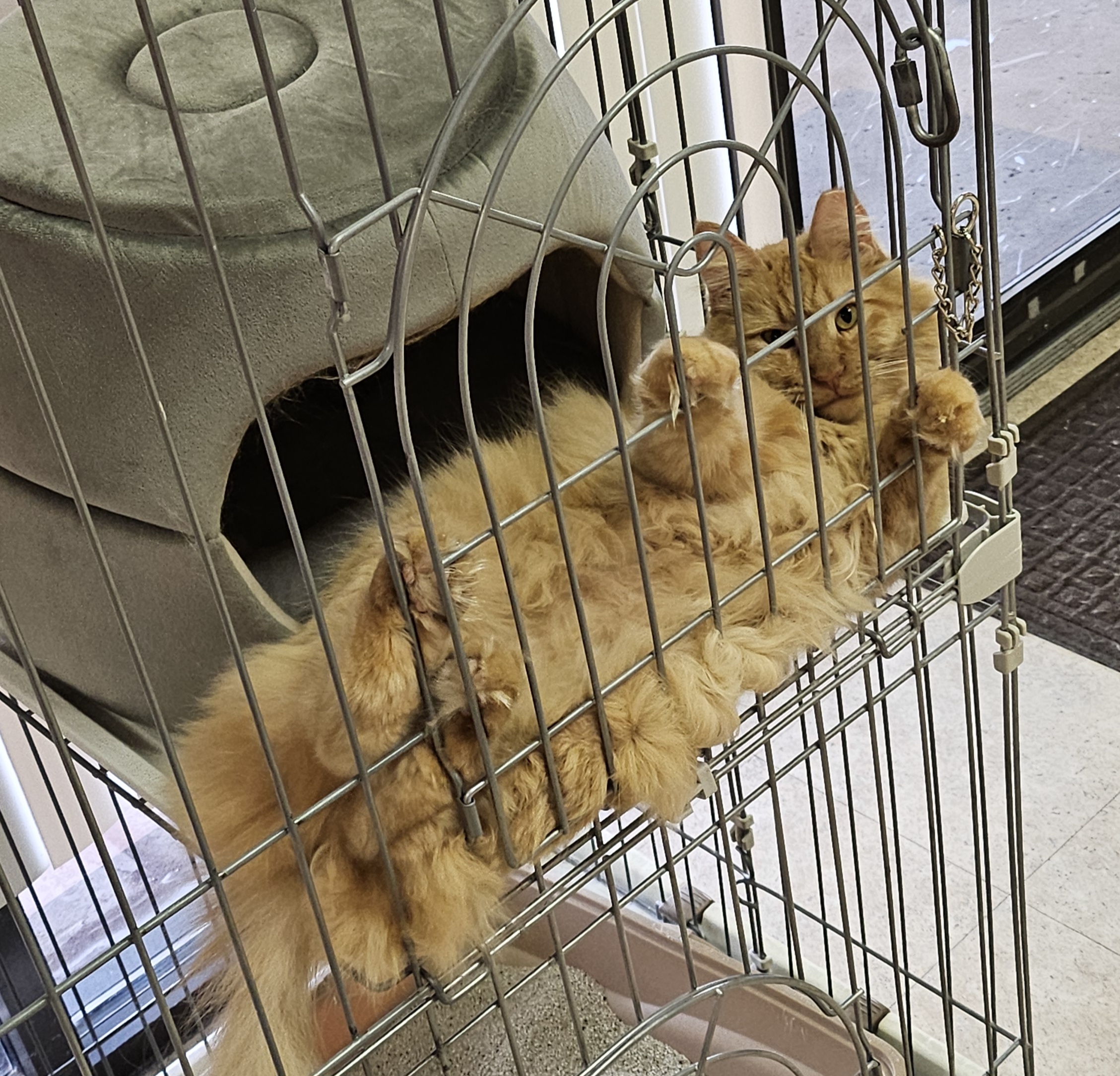 Rory, a Adopted Domestic Long Hair in Tucson, AZ image 2/2