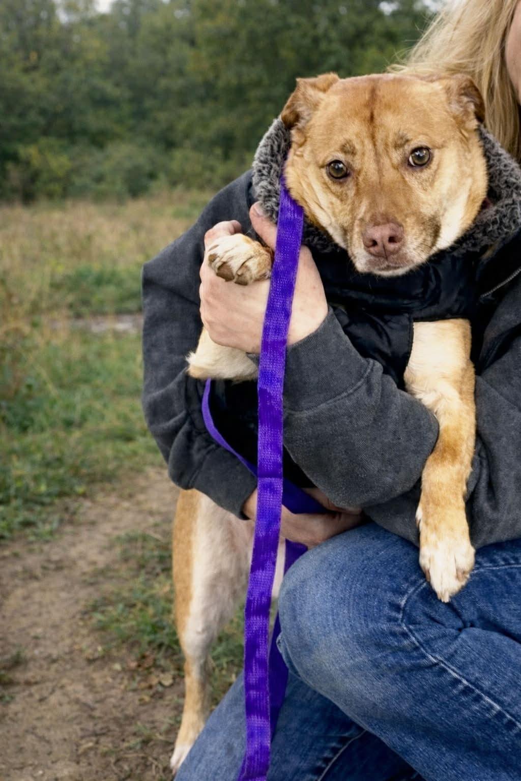 Enlarge Minnie, a Adopted Mixed Breed in Shelburne, VT image 2/3