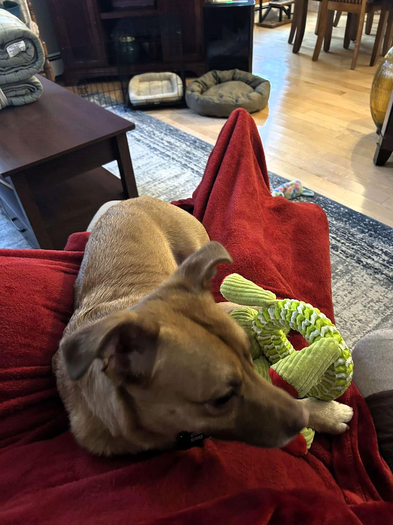 Minnie — thumbnail 3