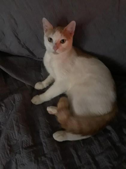 Highland, Adoptable, Adult Male Domestic Short Hair & Domestic Short Hair.