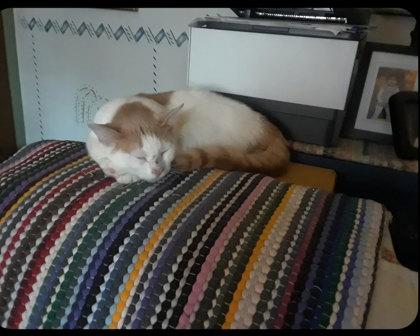 Highland, Adoptable, Adult Male Domestic Short Hair & Domestic Short Hair.