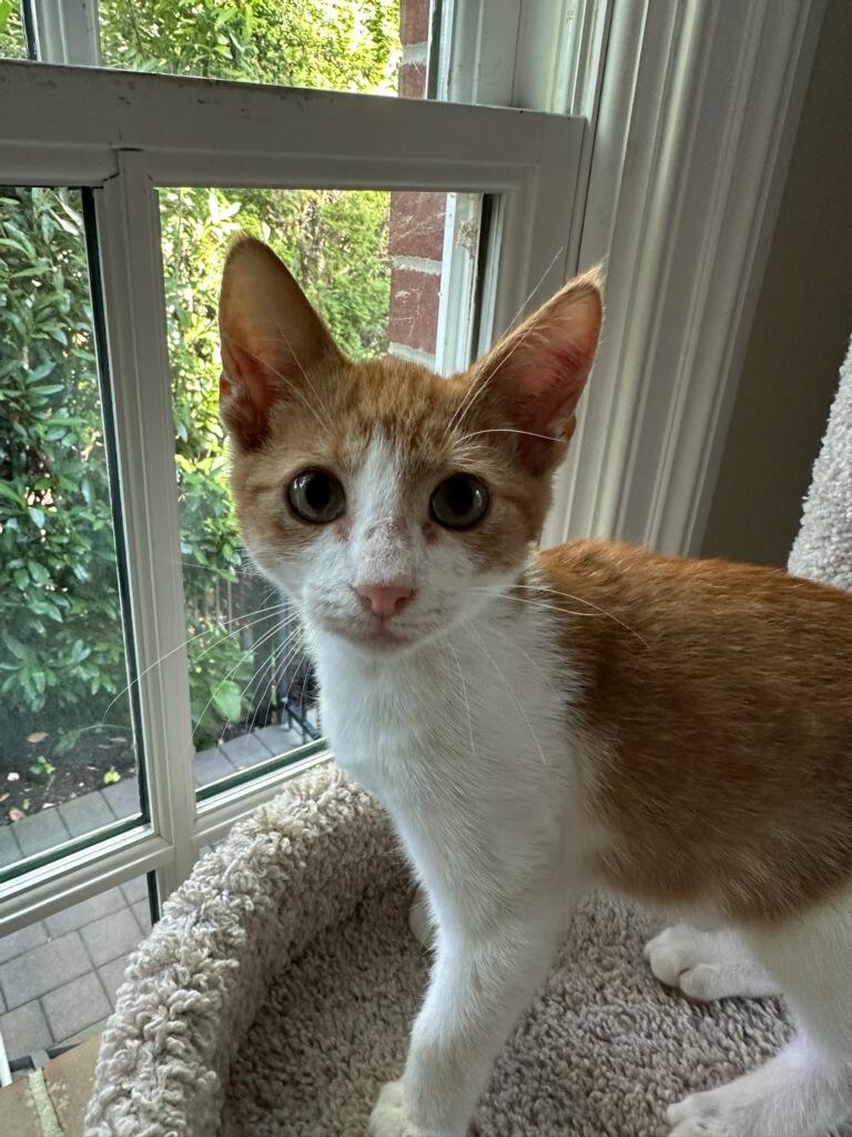 Henry, Adoptable, Kitten Male Domestic Short Hair.