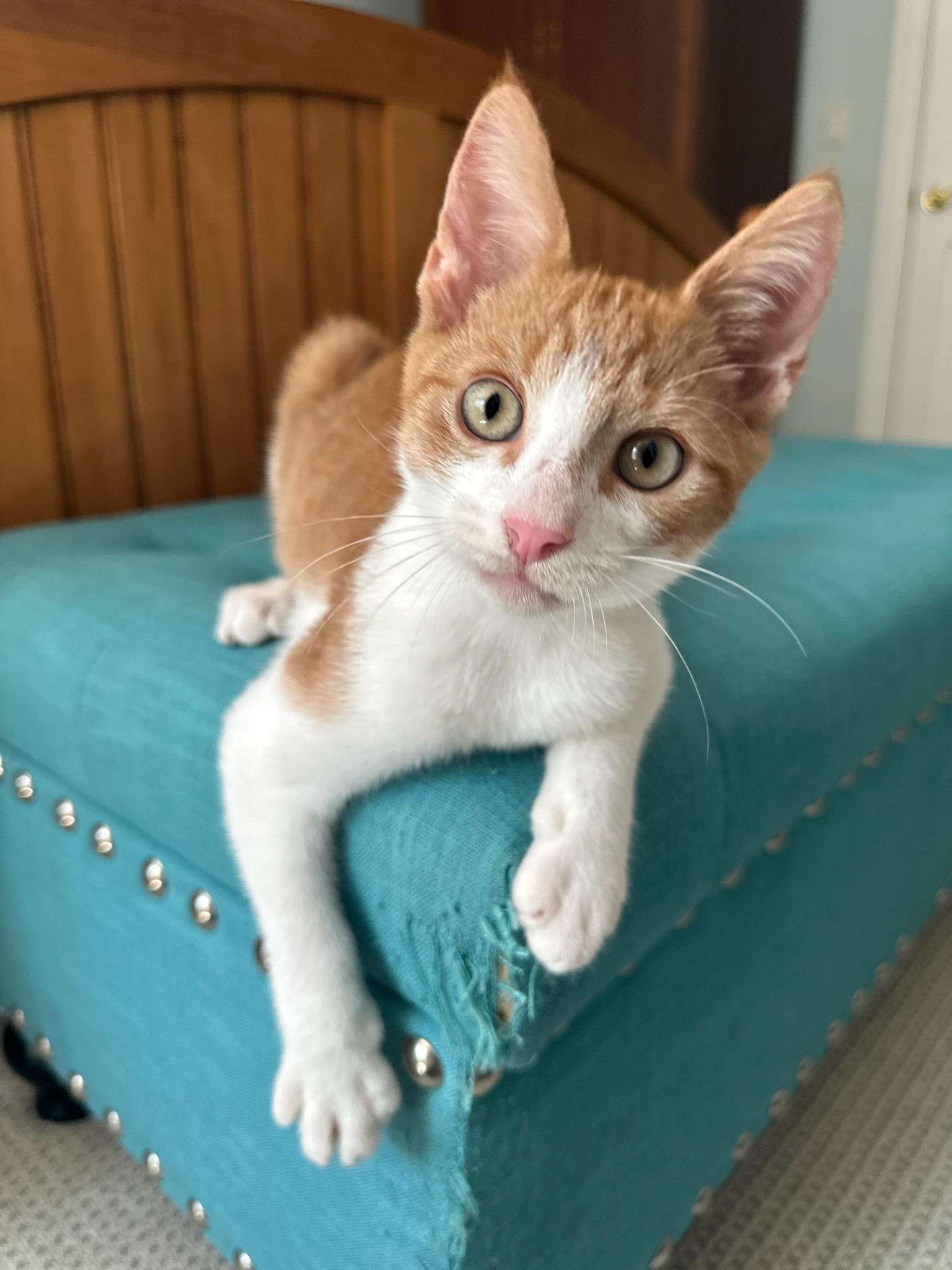 Henry