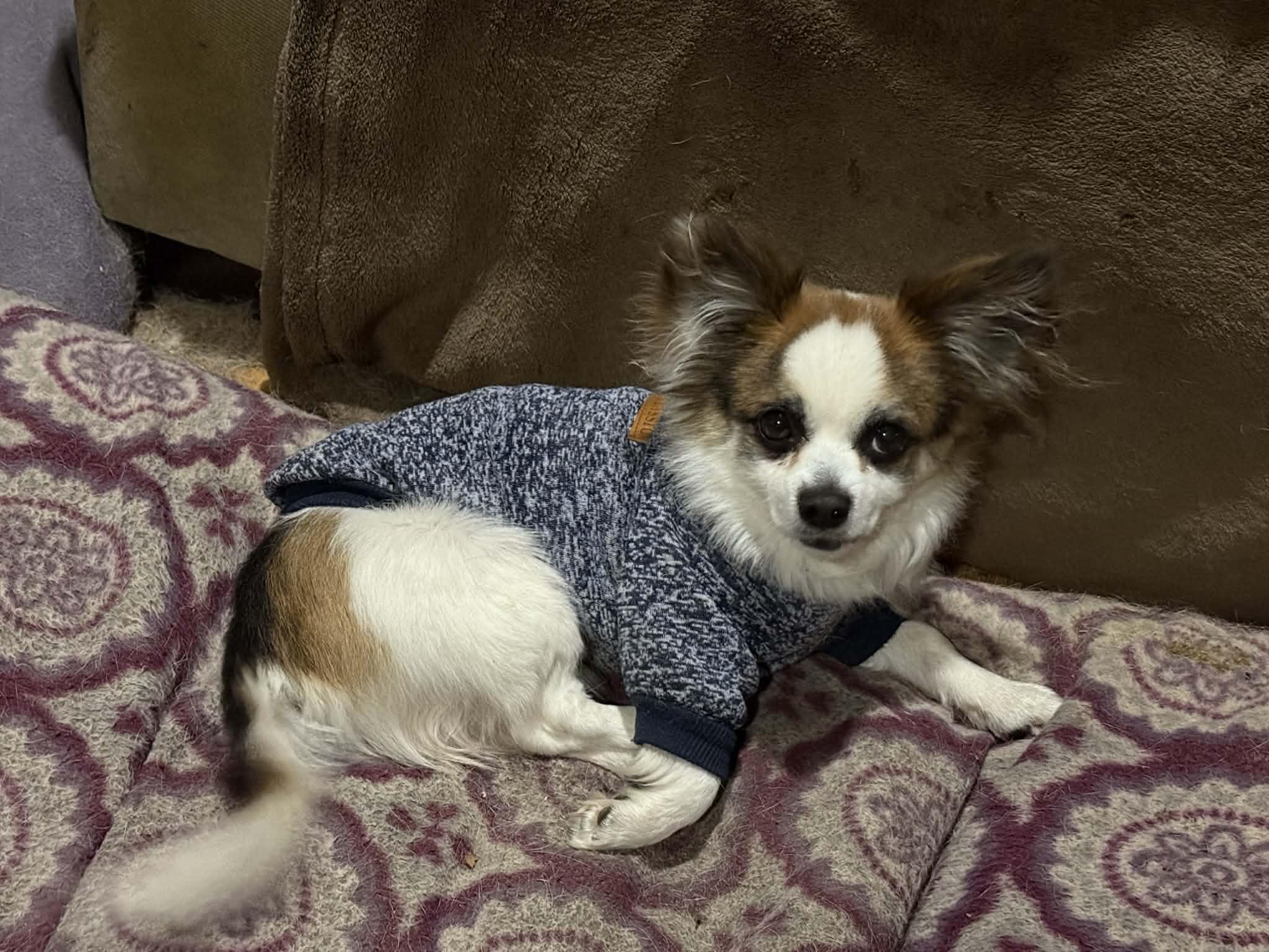 Max, ADOPTABLE, Adult Male Pomeranian.