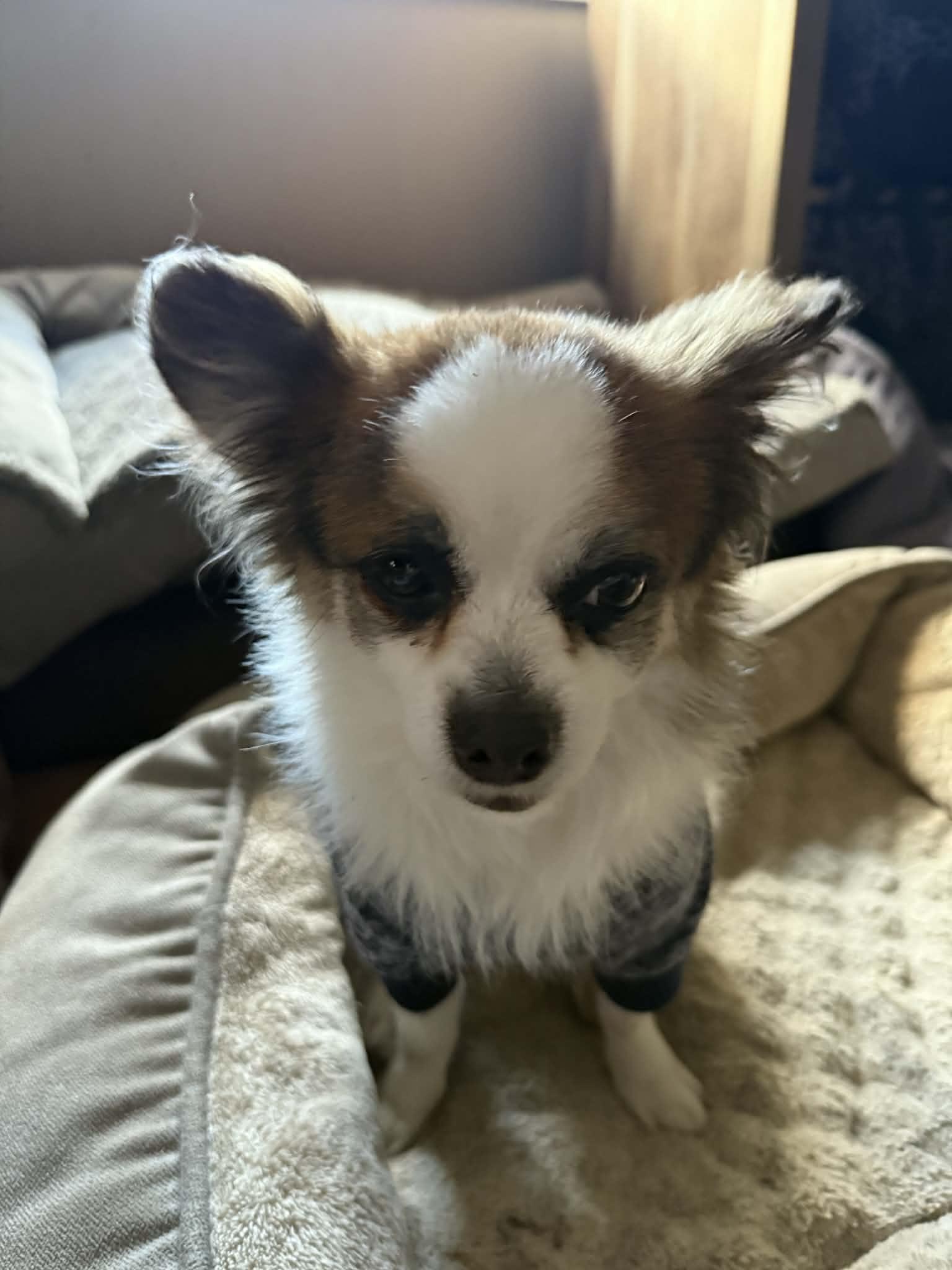 Enlarge Max, a ADOPTABLE mixed breed in Vernon, CT image 2/6