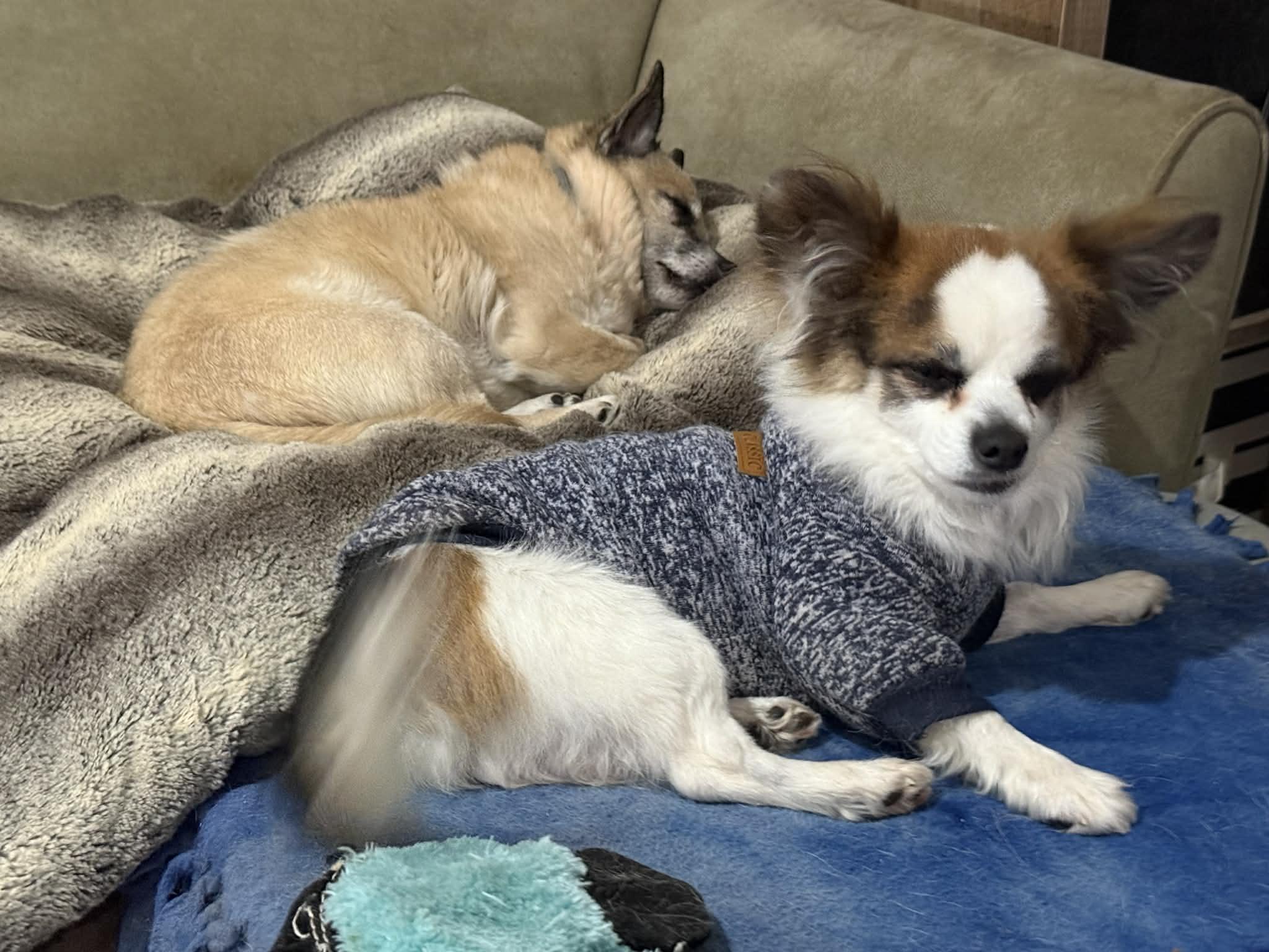 Enlarge Max, a ADOPTABLE mixed breed in Vernon, CT image 3/6