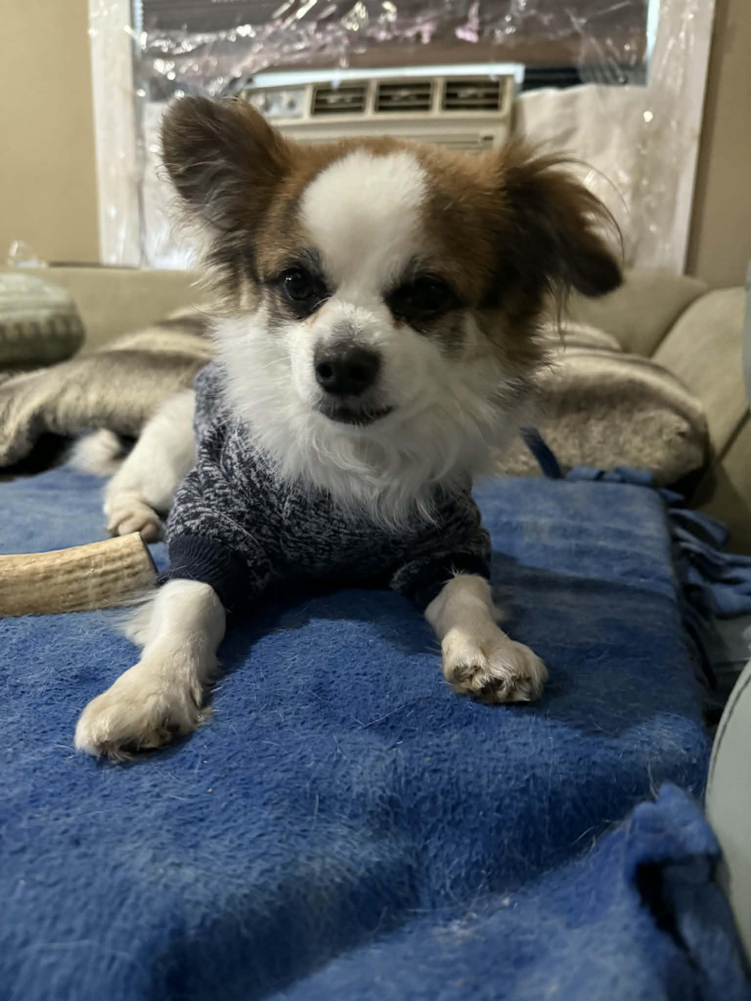 Enlarge Max, a ADOPTABLE mixed breed in Vernon, CT image 4/6