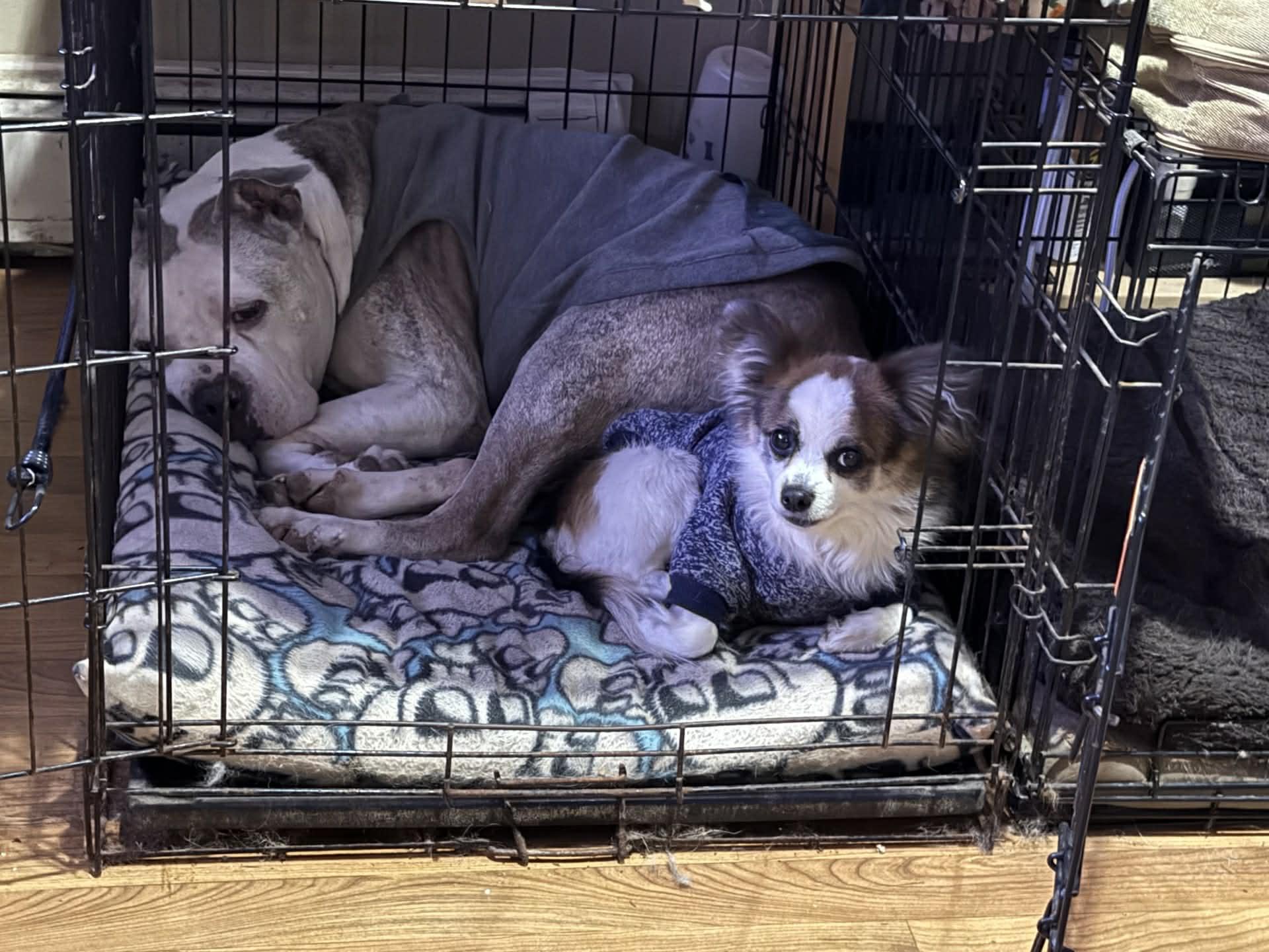 Enlarge Max, a ADOPTABLE mixed breed in Vernon, CT image 5/6