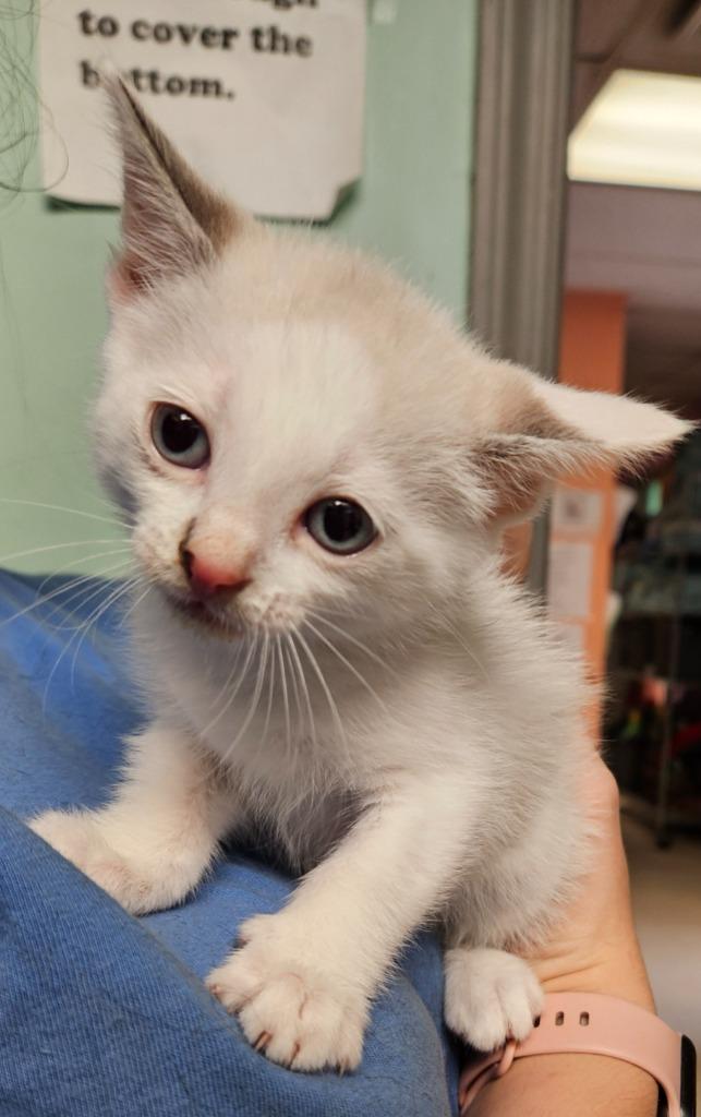 Jack Frost, Adoptable, Kitten Male Domestic Short Hair.