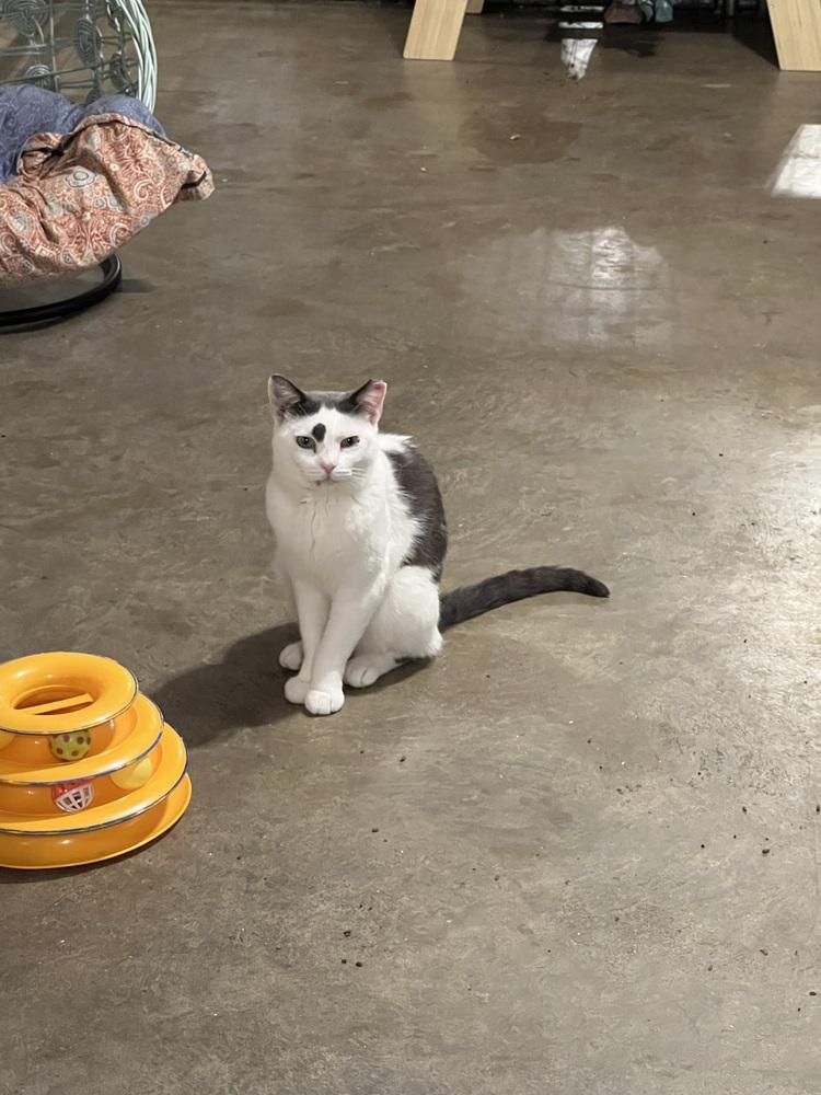 River, Adoptable, Adult Male Domestic Short Hair.