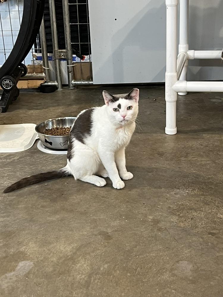 Enlarge River, a Adoptable mixed breed in Bolton, CT image 2/6