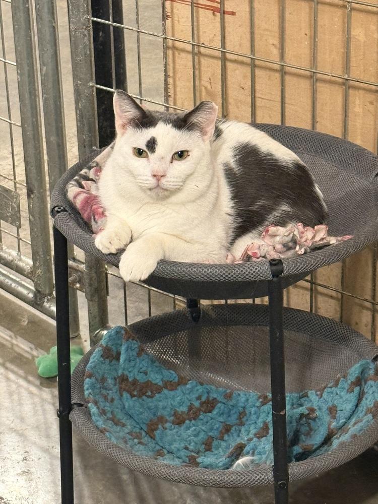 Enlarge River, a Adoptable mixed breed in Bolton, CT image 3/6