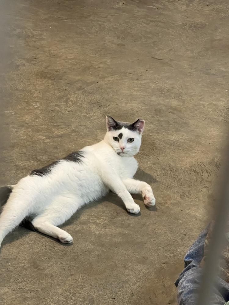 Enlarge River, a Adoptable mixed breed in Bolton, CT image 3/6