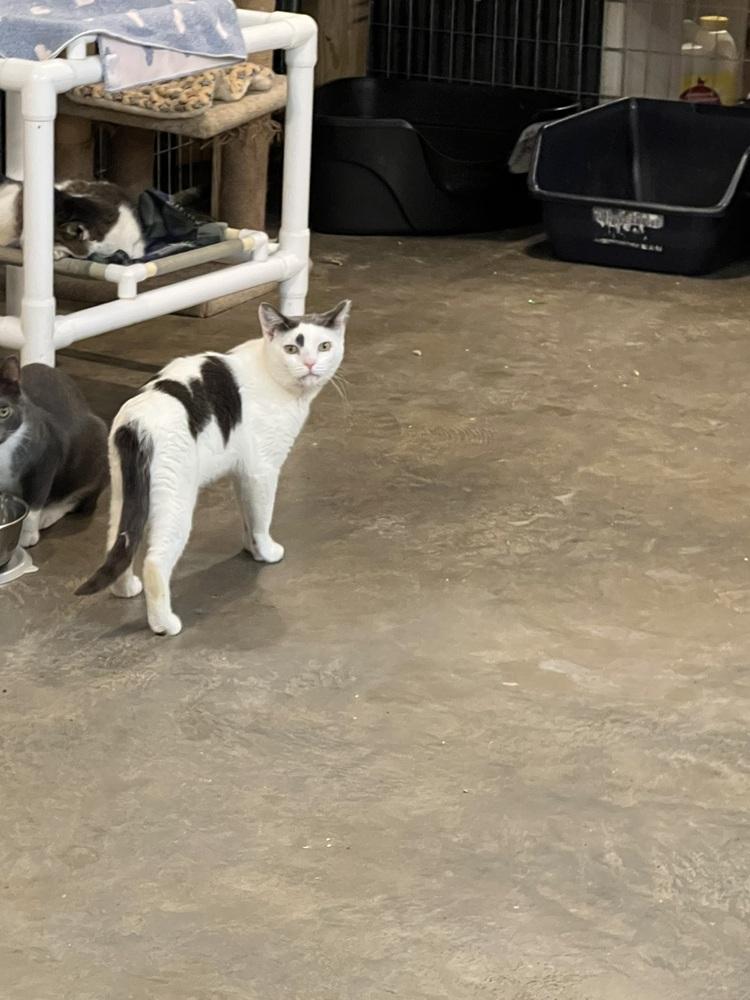 Enlarge River, a Adoptable mixed breed in Bolton, CT image 4/6