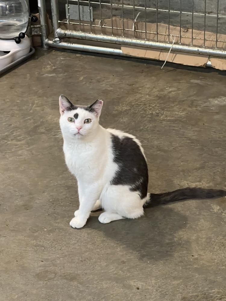 Enlarge River, a Adoptable mixed breed in Bolton, CT image 5/6