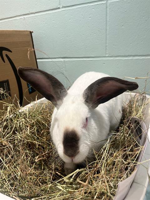 GENE, Adoptable, Adult Male Californian.