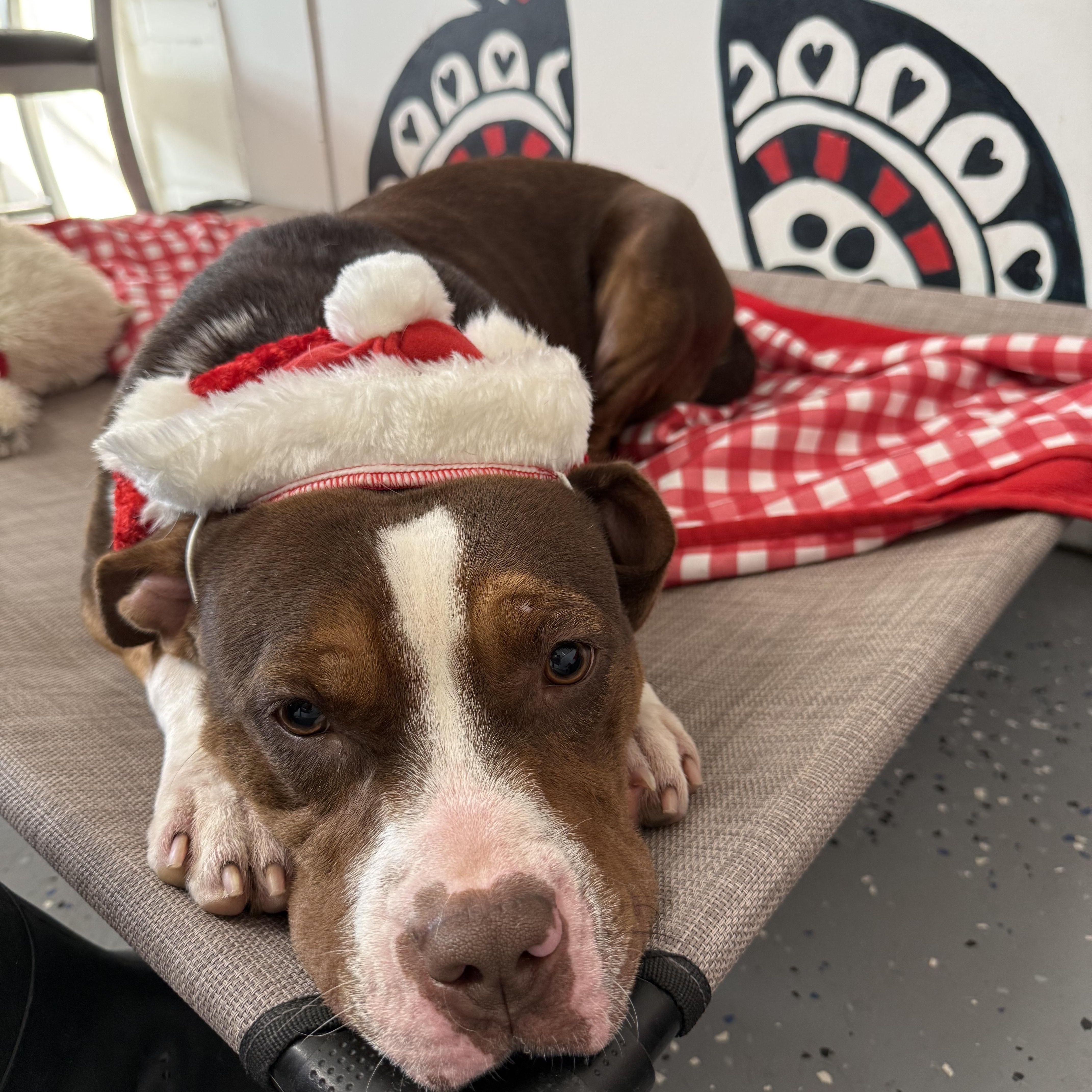 Enlarge Ramona, an adopted mixed breed in Lewisburg, TN image 1/4