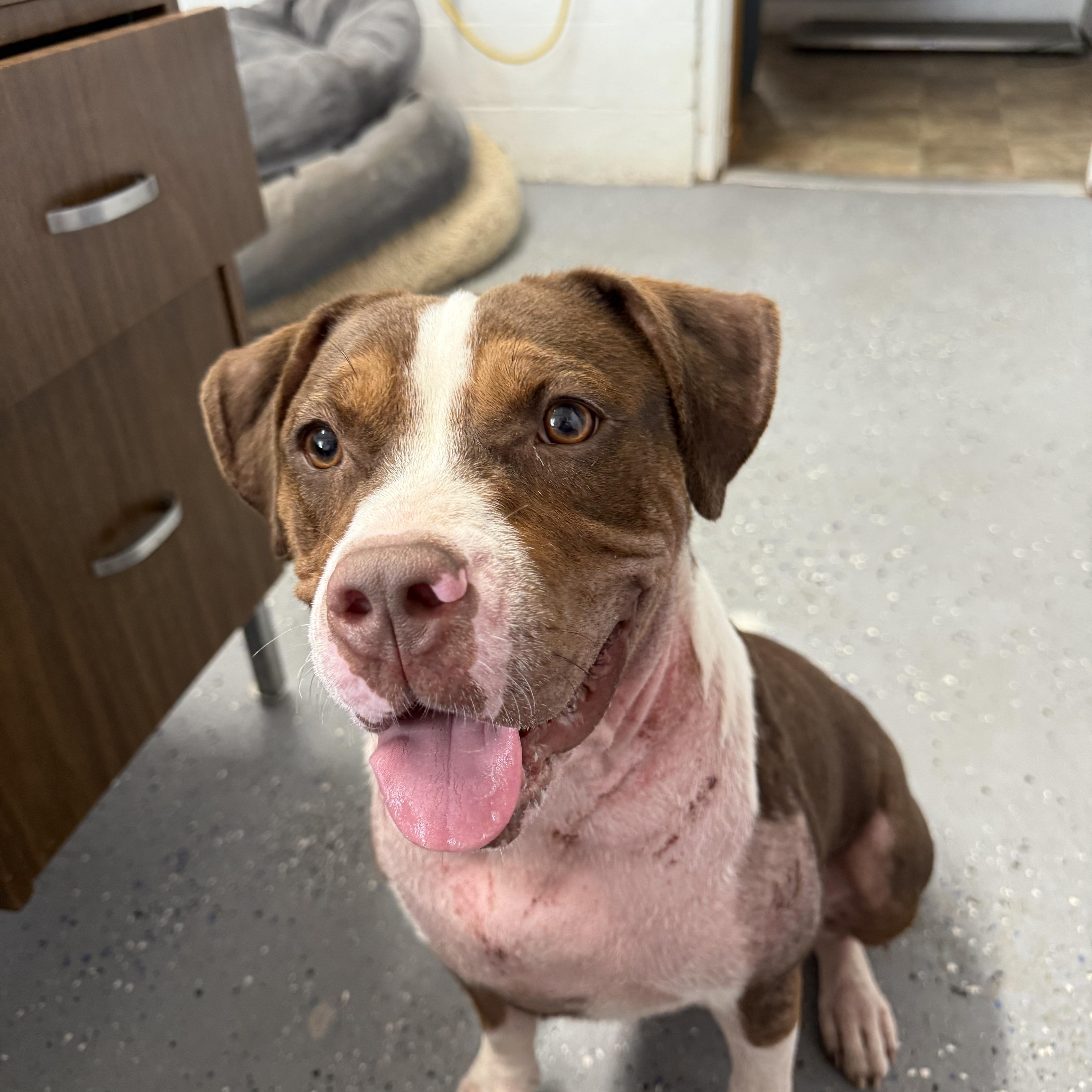 Enlarge Ramona, an adopted mixed breed in Lewisburg, TN image 2/4