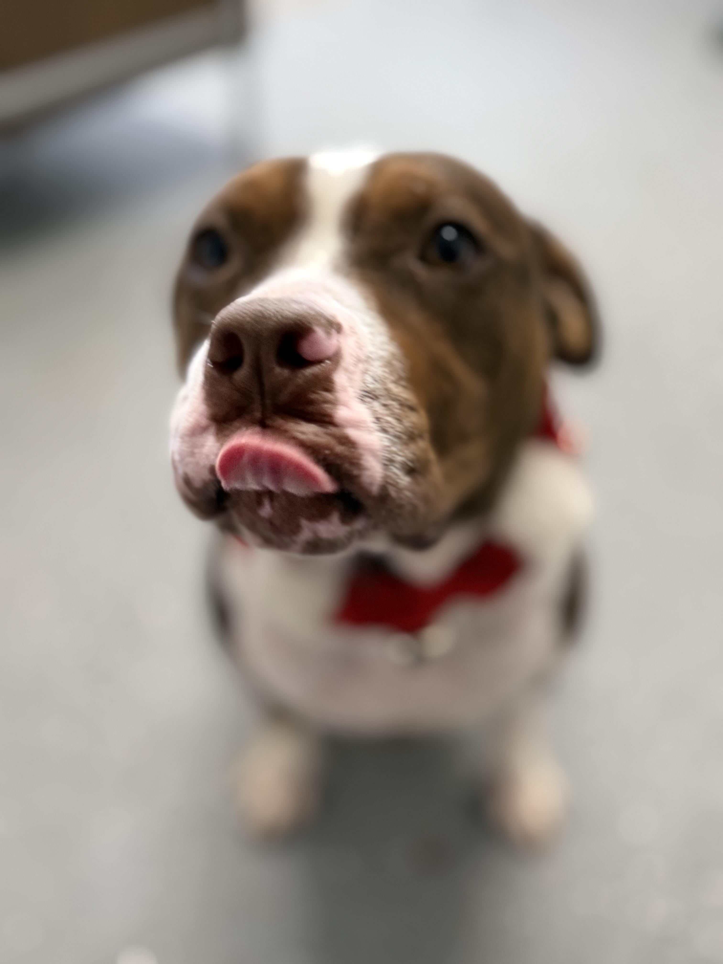 Enlarge Ramona, an adopted mixed breed in Lewisburg, TN image 3/4