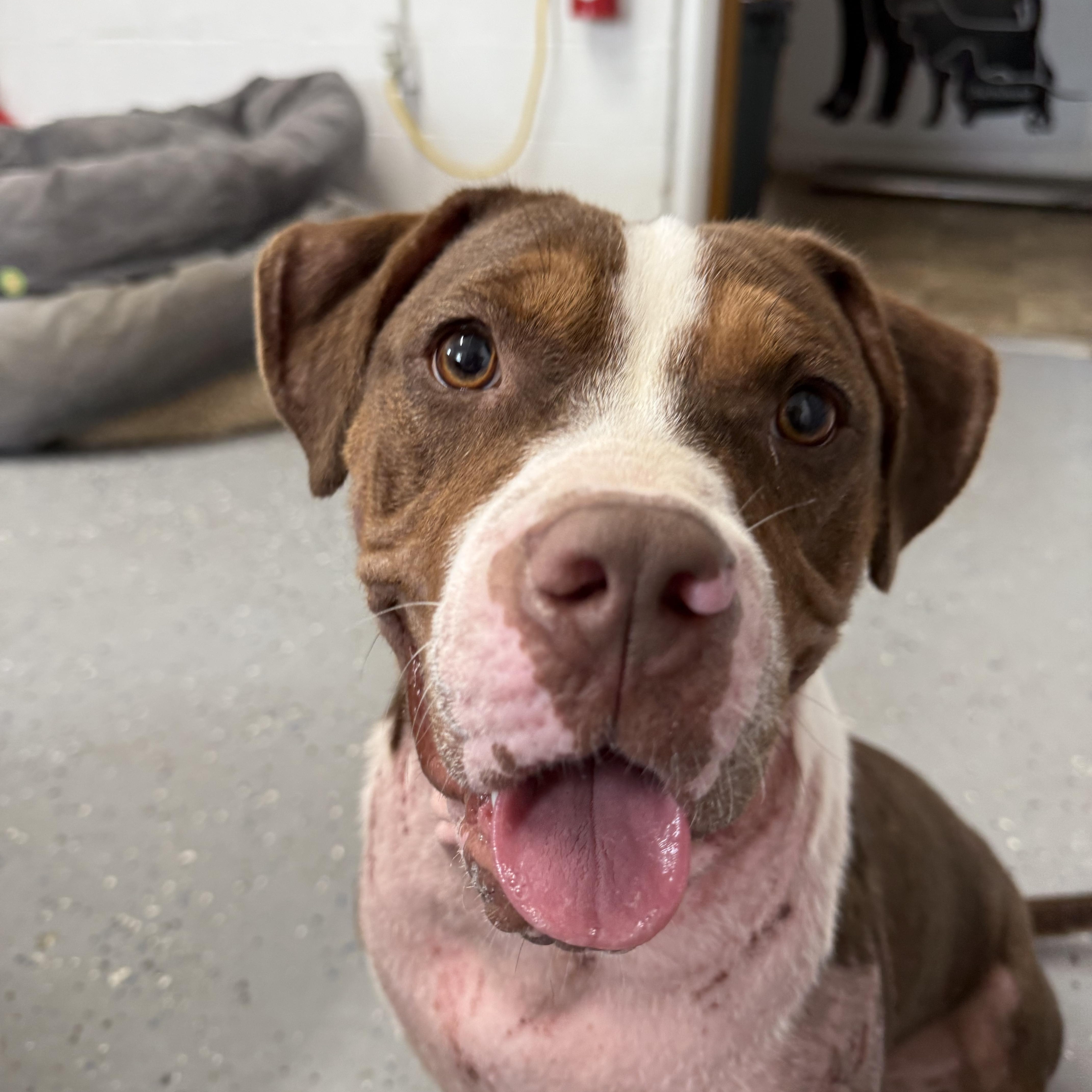 Enlarge Ramona, an adopted mixed breed in Lewisburg, TN image 4/4