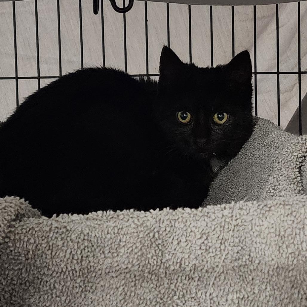 Enlarge Dreamcatcher, a Adoptable Domestic Short Hair in Muncie, IN image 1/1