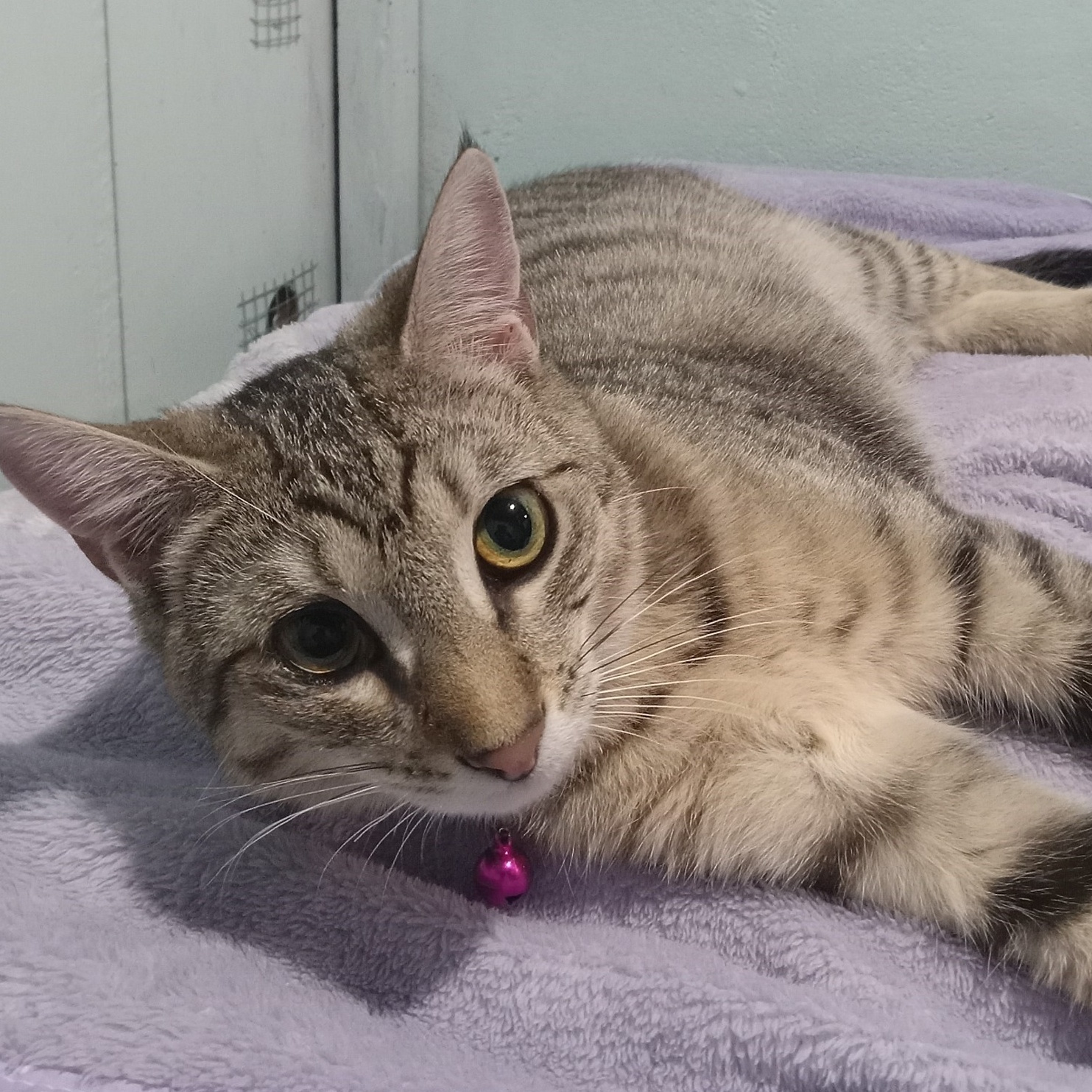 Enlarge Charmed, an adoptable mixed breed in Germansville, PA image 2/5