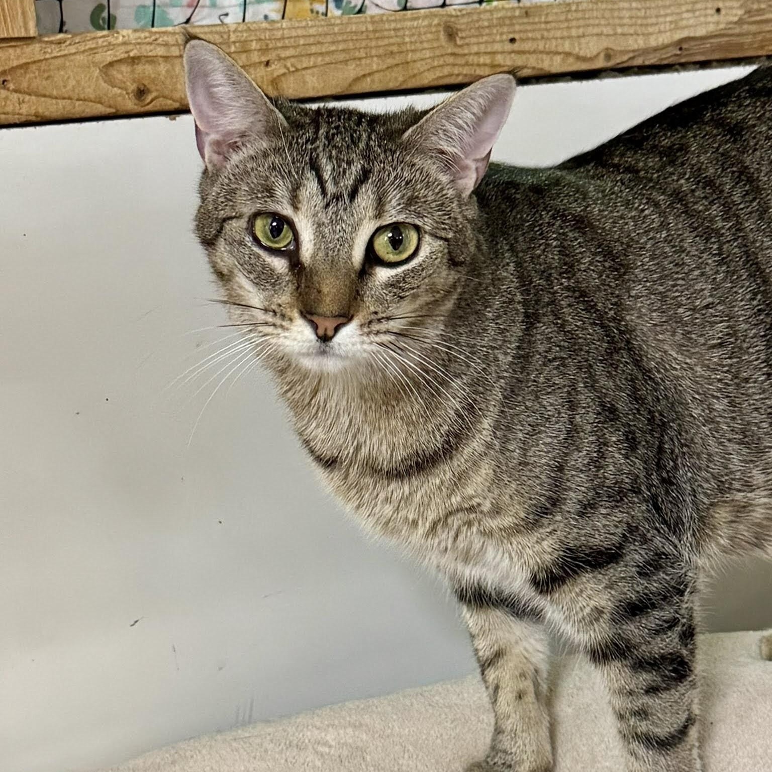 Charmed, adoptable, Adult Female Domestic Short Hair & Tabby.