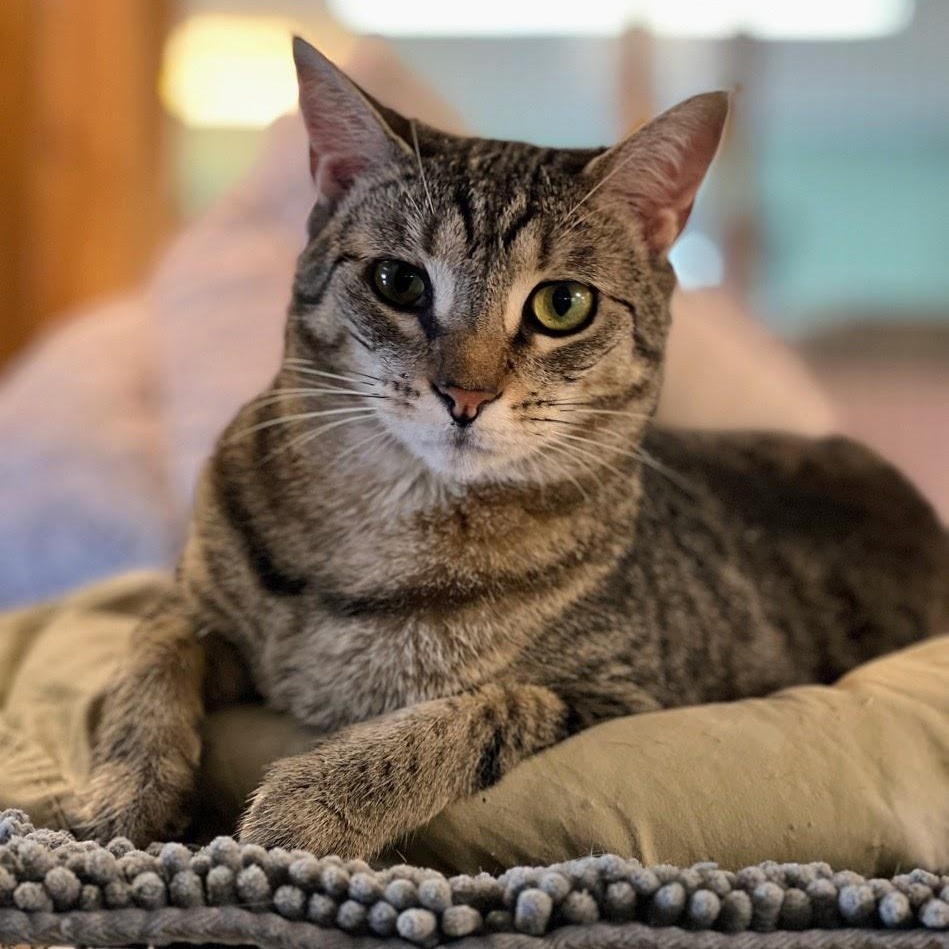 Enlarge Charmed, an adoptable mixed breed in Germansville, PA image 1/5