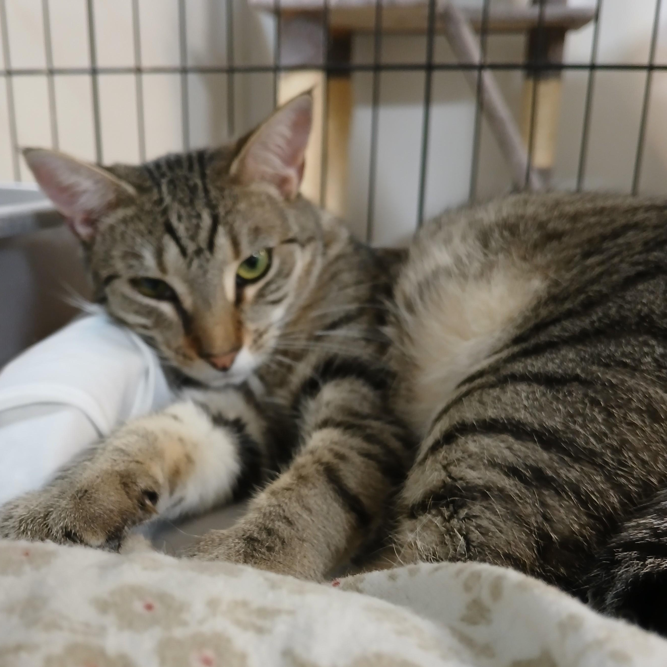 Enlarge Charmed, an adoptable mixed breed in Germansville, PA image 1/5