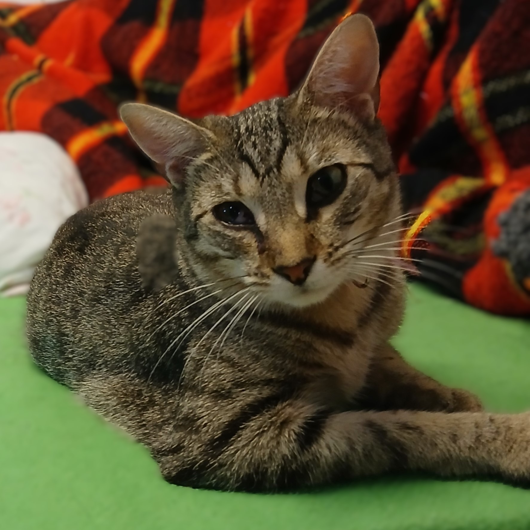 Enlarge Charmed, an adoptable mixed breed in Germansville, PA image 5/5