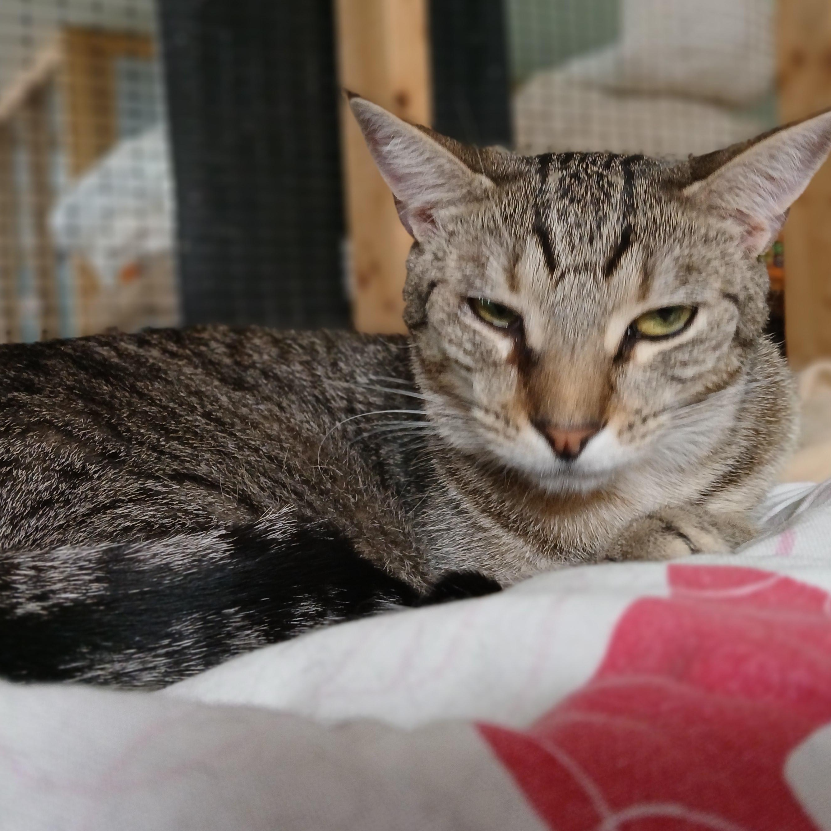 Enlarge Charmed, an adoptable mixed breed in Germansville, PA image 3/5