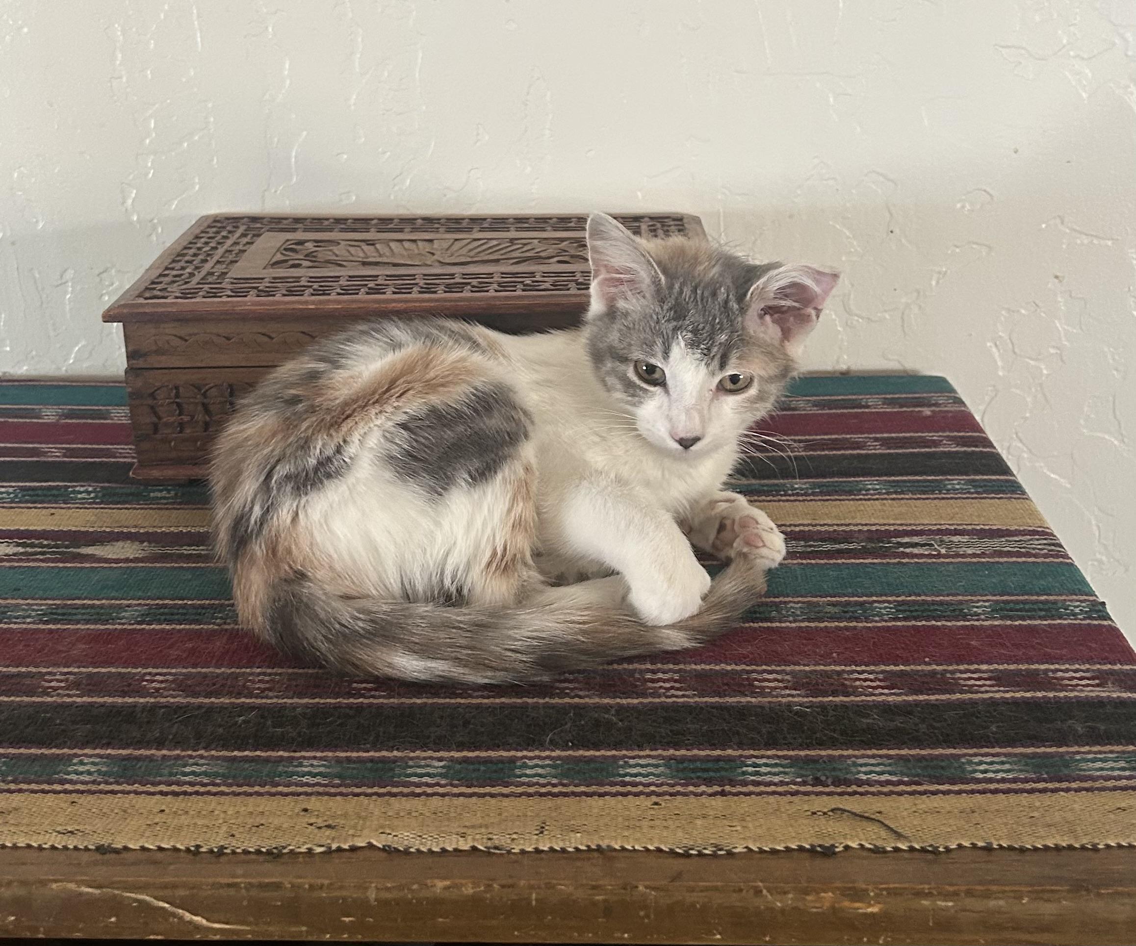 Angel, an adoptable Dilute Calico in Prescott, AZ, 86301 | Photo Image 1